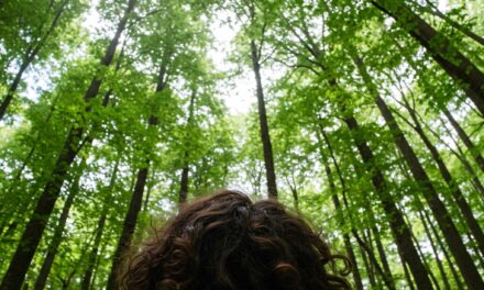 Forest Therapy PDX